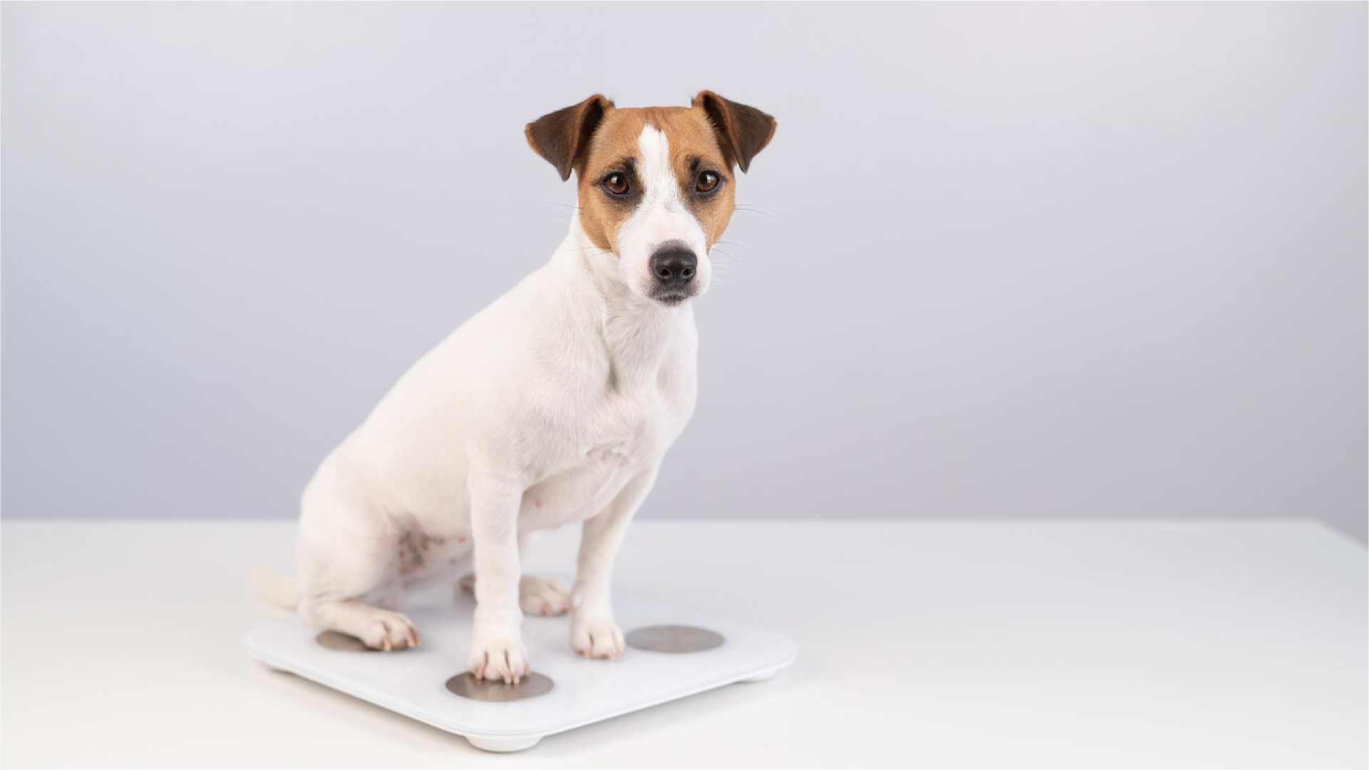 Don’t Let Pet Obesity Sneak Up on You