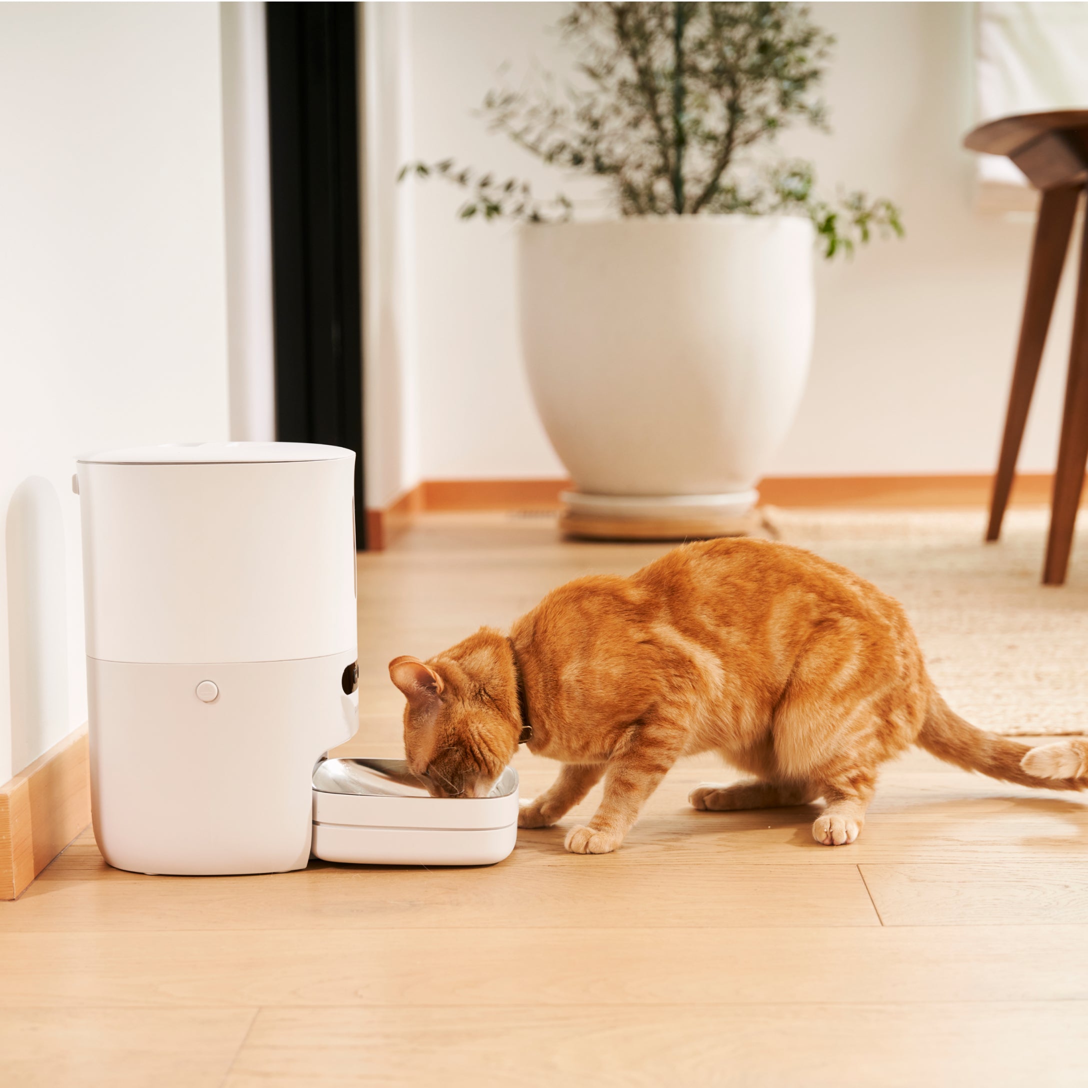 Smart shops cat feeder with camera