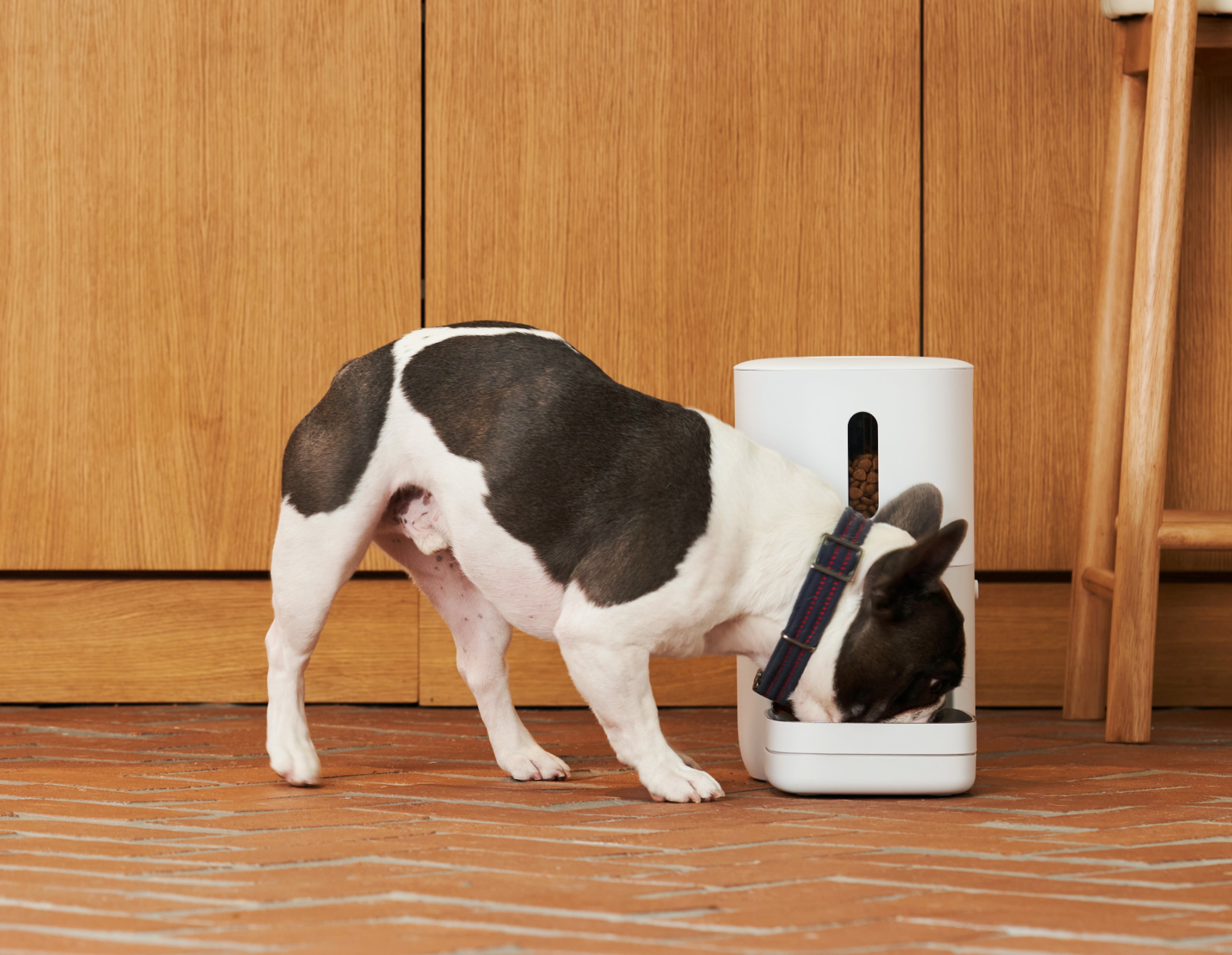 Smart Pet Feeder